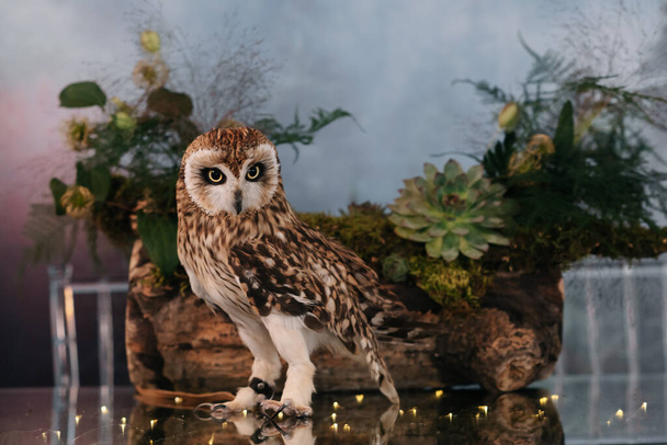 Owl on a wedding served table with moss - Foto, afbeelding