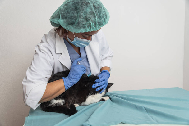 Veterinarian checks cat in veterinary clinic by injecting medication. - Zdjęcie, obraz
