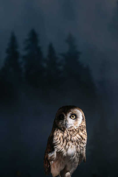 Owl on a served wedding table with moss - Foto, afbeelding