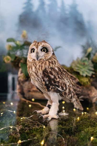 Owl on a served wedding table with moss - Foto, afbeelding