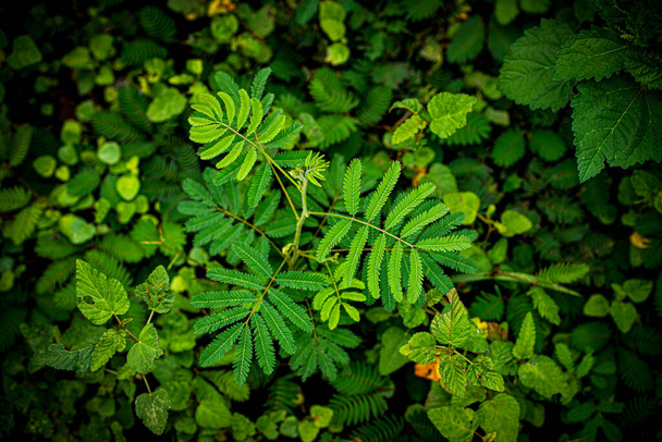 Top view of the shameplant or the Mimosa pudica. The leaves will automatically shut when touched. Vignette effect and blurred background - Photo, Image