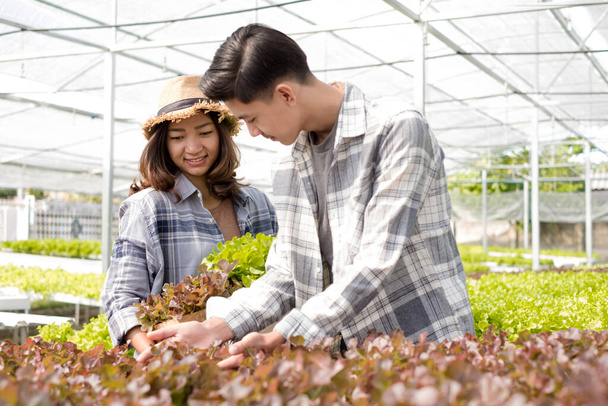 Hidropónica, sonriente joven pareja de agricultores asiáticos cosechan ensalada de verduras orgánicas de huerta, vivero. Concepto de empresa agrícola ecológica. - Foto, imagen
