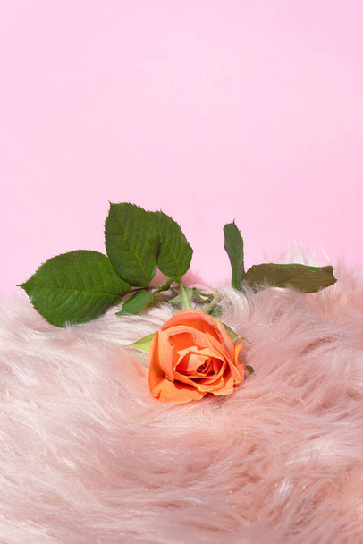 Ειδυλλιακό και παραμύθι εμπνευσμένο έννοια. Υπέροχο φρέσκο τριαντάφυλλο υπόλοιπο για faux γούνα γοητευτικό μαξιλάρι. Παθιασμένο ροζ φόντο με δημιουργικό χώρο αντιγραφής - Φωτογραφία, εικόνα