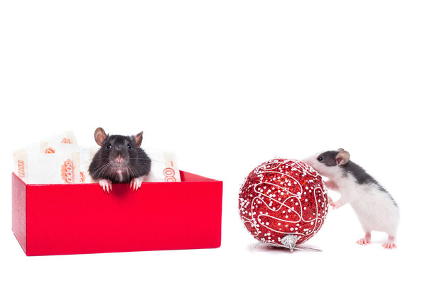 Rat in a gift box with money on a white background - Фото, изображение