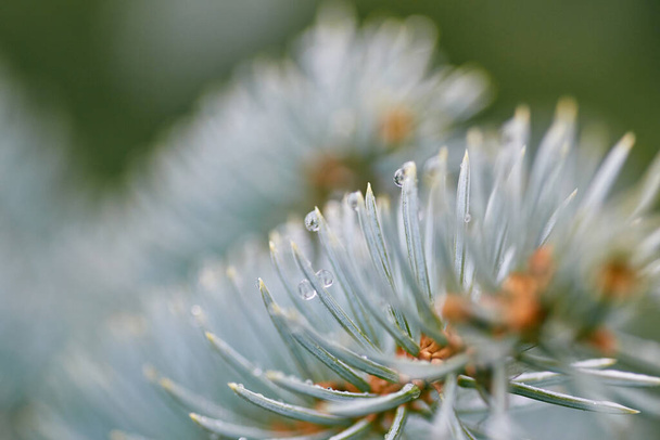 Closeup of lush branch of blue fir with sharp thorns in soft focus in nature - Photo, image
