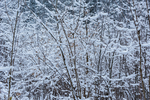 Winter tree branches. - Foto, Imagen