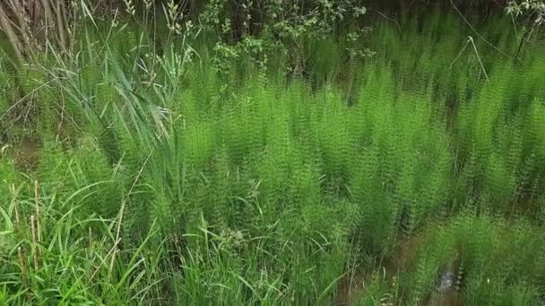 Thickets of horsetail growing on the swamp in summer - Filmmaterial, Video