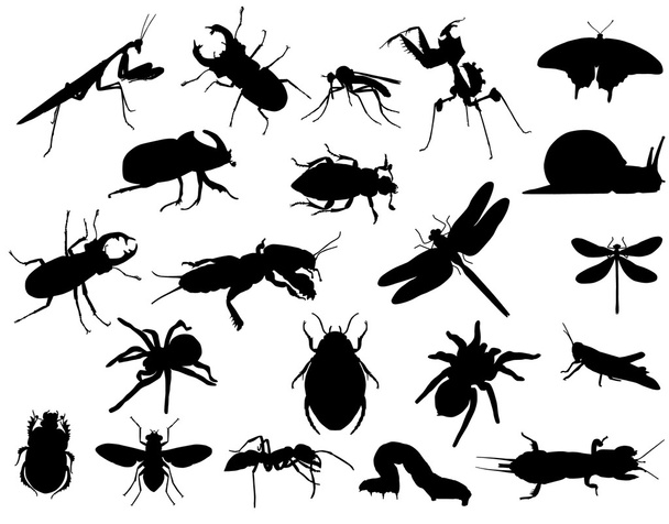 Hmyz - Vektor, obrázek
