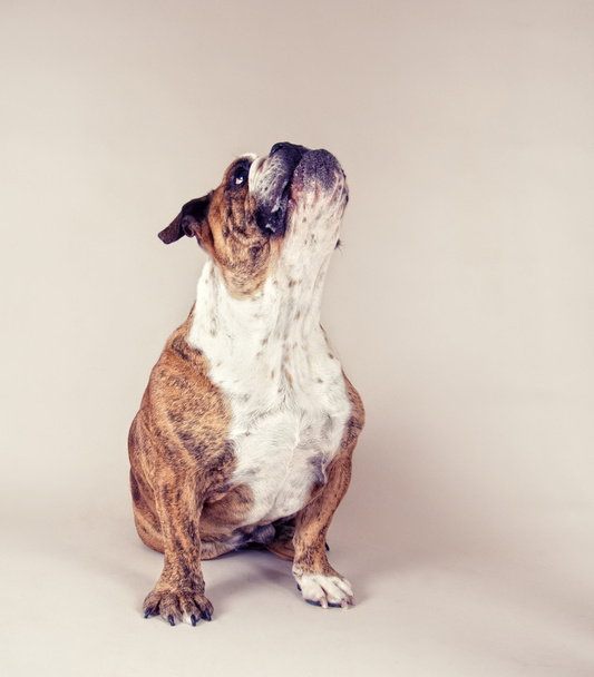 Bulldog begging - Photo, Image