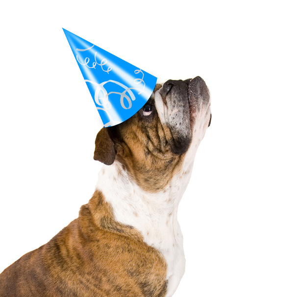 Bulldogge mit Geburtstagshut - Foto, Bild