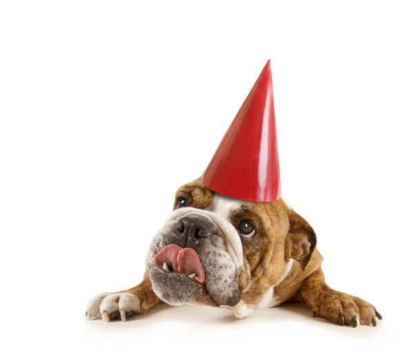 Bulldog with birthday hat - Φωτογραφία, εικόνα