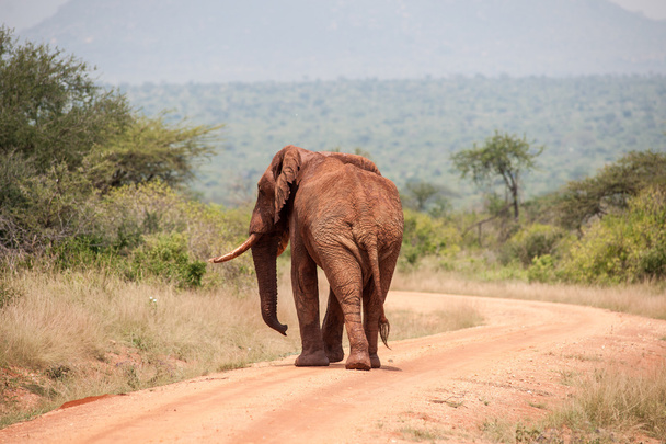 elephant - Photo, image