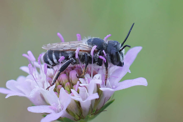 Closeup on a male white sectioned leafcutter bee , Megachile albisecta on a purple scabiosa flower in the Gard France - Photo, Image