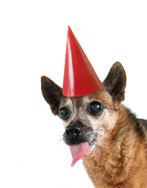 Chihuahua und Geburtstagshut - Foto, Bild