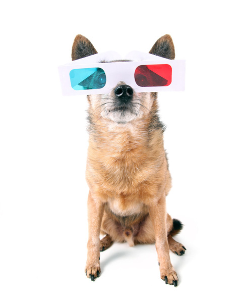 Chihuahua with 3D movie glasses - Foto, Imagem