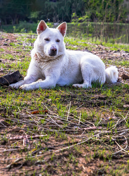 A white dog sitting calmly on Green grass at Forest park in a sunny summer. Selective focus. - Photo, Image