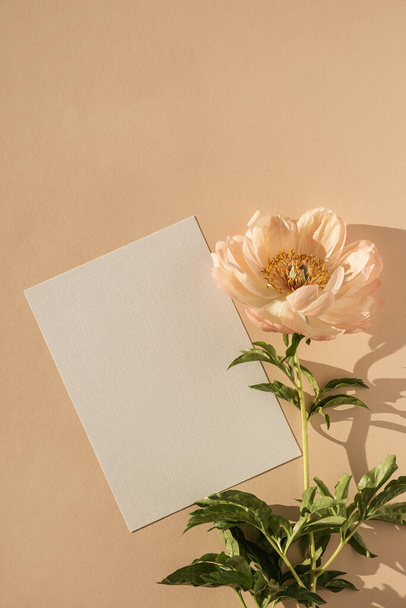 Üres papír kártya másolási hellyel, bazsarózsa virág napfénnyel árnyékok őszibarack háttér. Top view, flat lay minimalista esztétikai luxus bohém üzleti márka koncepció - Fotó, kép