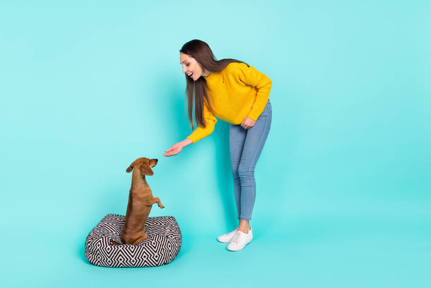 Full length body size view of attractive cheerful careful girl feeding doggy isolated over bright teal turquoise color background - Photo, Image