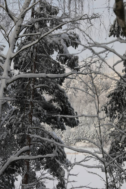 Téli erdő havas napokon - Fotó, kép