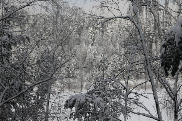 Téli erdő havas napokon - Fotó, kép