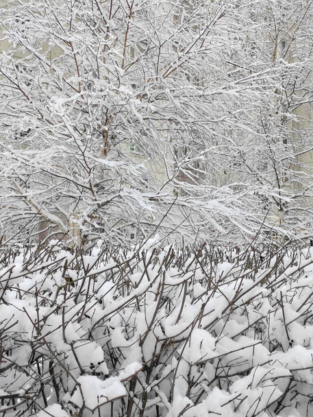 χειμερινό τοπίο χιονισμένοι θάμνοι και δέντρα τον Δεκέμβριο - Φωτογραφία, εικόνα