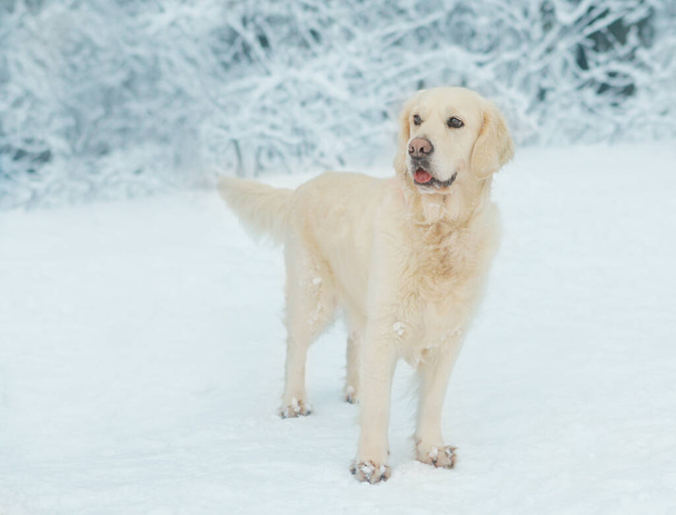white Labrador dog close up photo on snowy forest background - Foto, Imagem