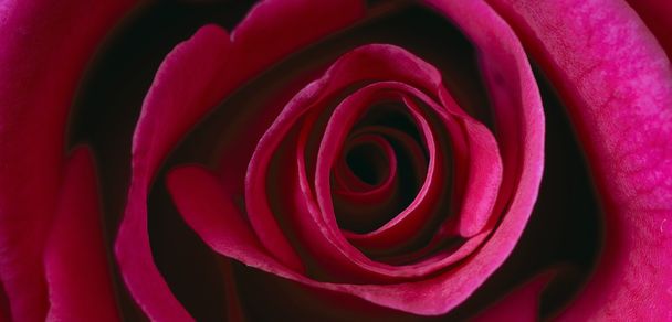 Red rose macro - Фото, изображение