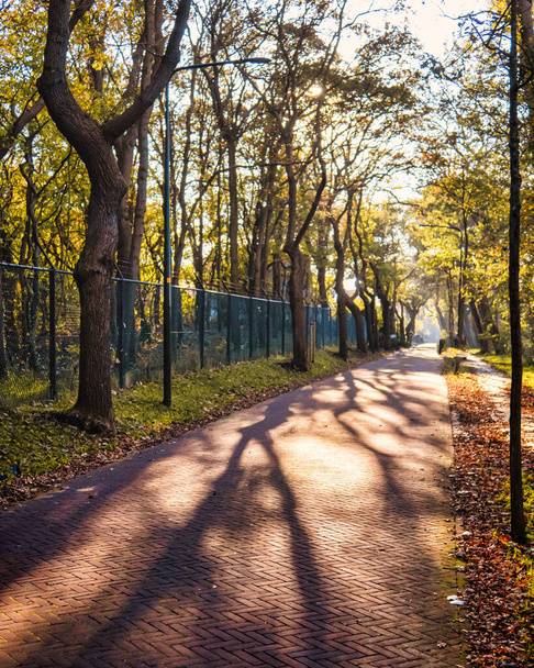Wassenaar, Netherlands - November 06 2020 : a mysterious shadow play as result of the old trees standing in a row along this small countryside road - Фото, изображение
