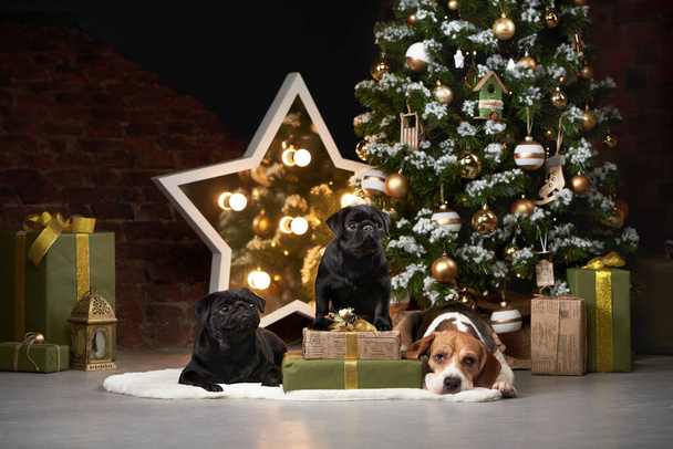 a beagle dog and two pugs by the new year tree. Pets in Christmas decorations.  - Fotografie, Obrázek