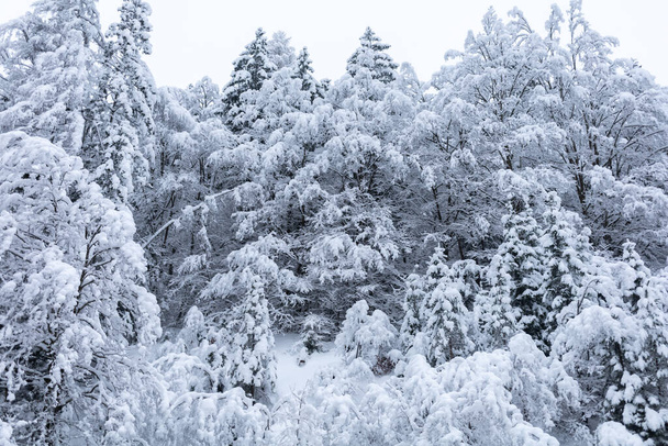 winter forest trees covered with white snow - Foto, Imagem