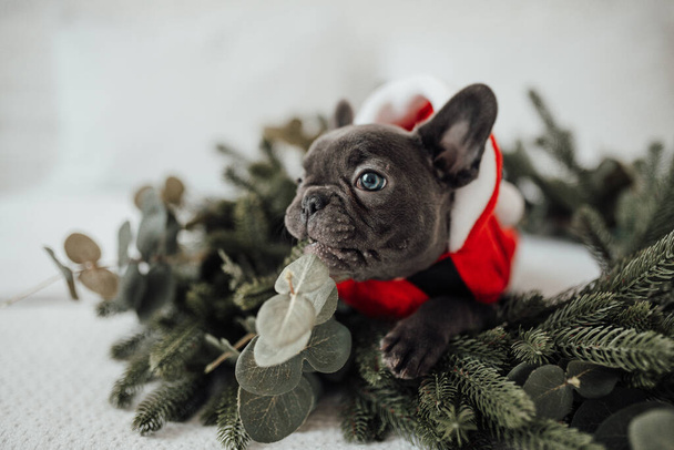cute french bulldog in santa costume - Photo, Image