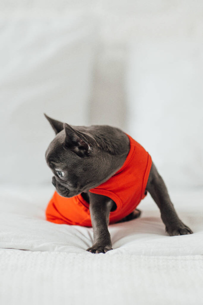 adorable bulldog francés cachorro en chaqueta - Foto, Imagen