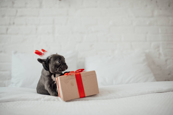 lindo cachorro con cuernos de ciervo y caja de regalo - Foto, imagen