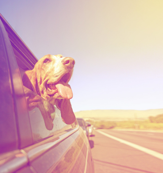 Basset out of car window and tongue - Foto, imagen
