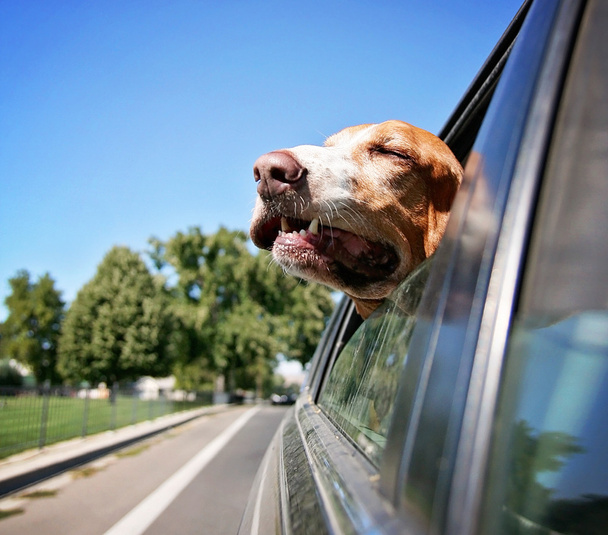 Basset hound out of car window - Fotoğraf, Görsel