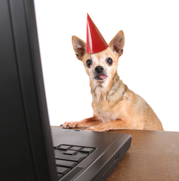 Chihuahua navegar por Internet en un ordenador portátil
 - Foto, imagen