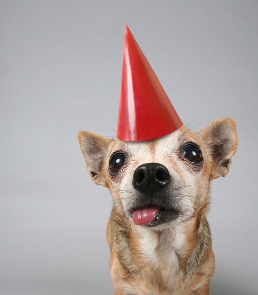 Chihuahua con sombrero de cumpleaños
 - Foto, imagen