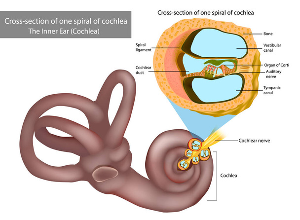 Das Innenohr Cochlea. Querschnitt einer Cochlea-Spirale. Organ von Corti, das Sinnesorgan des Hörens. Spiral ganglion, Osseous Spiral Lamina. - Vektor, Bild