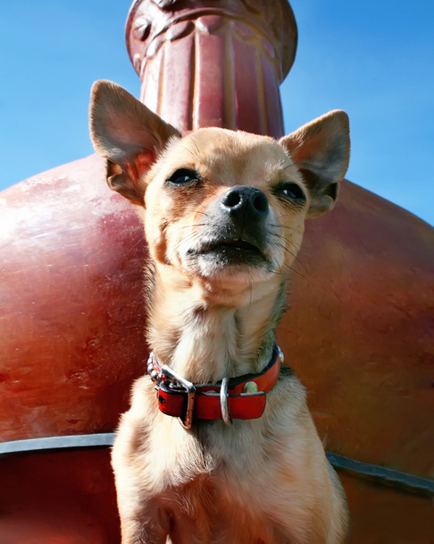 Chihuahua sentado frente a la chimenea
 - Foto, Imagen