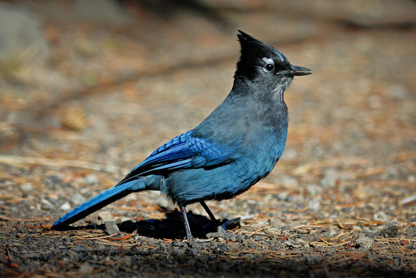 Beautiful Stellers jay bird on the ground searching for food in Yellowstone np, US - 写真・画像
