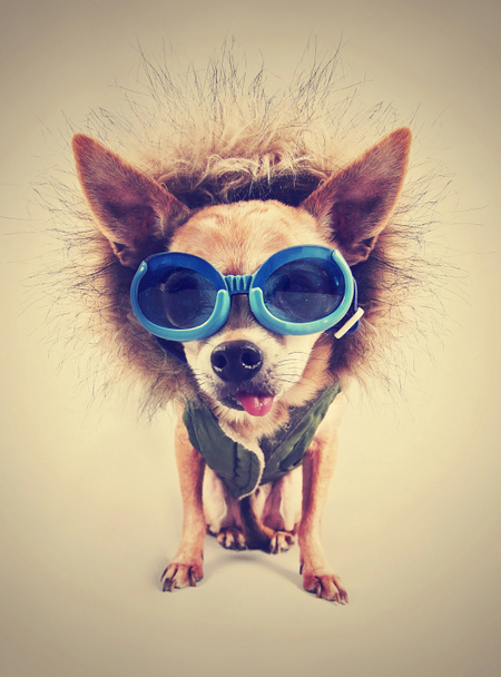 Chihuahua com capuz e óculos
 - Foto, Imagem