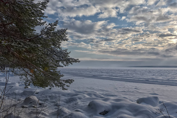 pine trees on the shore of a snowy lake in winter - Valokuva, kuva