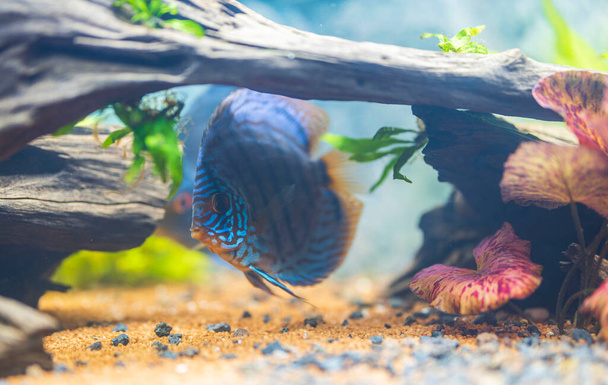 豪華な虎トルコ人のディスコ水族館の魚の美しい景色。趣味の概念。スウェーデン. - 写真・画像