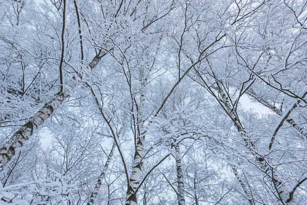 Birch tree branches in the winter forest. - Foto, afbeelding