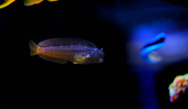 Starry Blenny veya Snowflake Blenny balığı - (Maaşlı ramosus)  - Fotoğraf, Görsel
