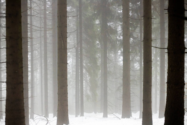 Nevoeiro na floresta de inverno, solhouettes de troncos de árvores em tempo nebuloso, República Checa - Foto, Imagem