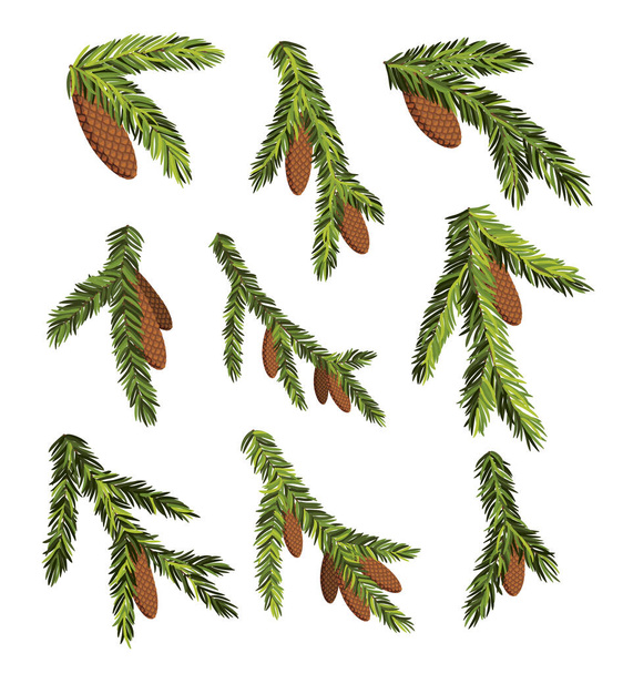 Set of fir tree branches with hanging cones. Green spruce branch as natural evergreen decoration elements for banner. Isolated on white vector illustration - Вектор, зображення