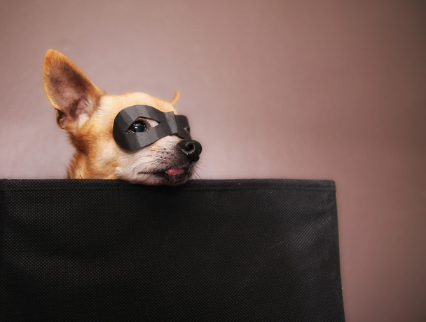 Chihuahua ile maske ve tacı - Fotoğraf, Görsel