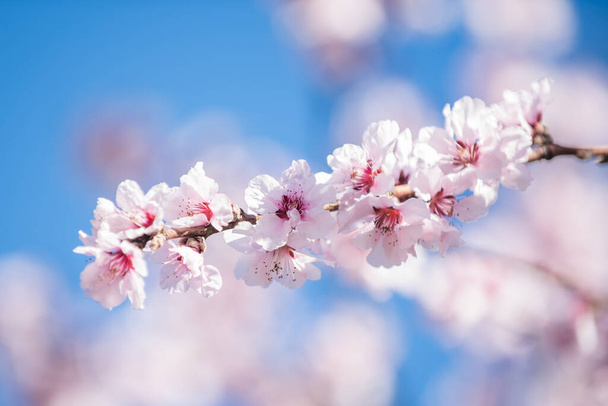 A closeup of a cherry blossom branch under the sunlight with a blurry background - Fotoğraf, Görsel
