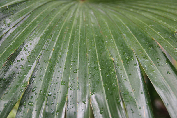 A closeup shot of green palm leaves with raindrops - Photo, Image